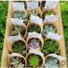 Nikah Şekeri- 50 Adet Sukulent Hediyelik