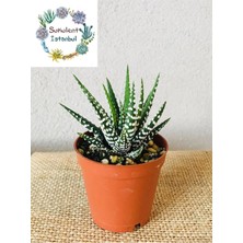 Haworthia Zebra Sukulent