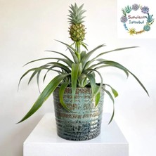 Ananas Meyves Fidanı- Meyvesi Üzerinde- Ananas Amigo 12CM Üretim Saksılı