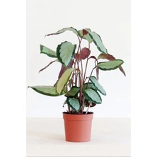 Calathea Picturata Argentea - Dua Çiçeği - Ev Ofis Salon Iç Mekan Bitkisi - 50 cm