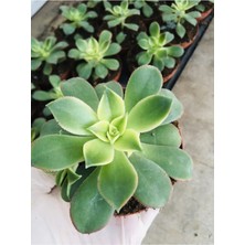 Aeonium Kiwi Sukulent 8.5cm Saksıda