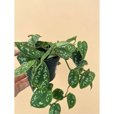 Scindapsus Pictus 'argyraeus' Salon Sarmaşığı