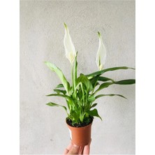 Spathiphyllum Wallisii Barış Çiçeği, 20-30 cm 7cm Saksıda