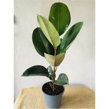 Ficus Elastica ( Yeşil Renk Yapraklı) Kauçuk Çiçeği 12CM Saksı 35-40CM Boy