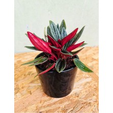 Bordo Zümrüt Dalgası Bitkisi-Peperomia Rosso-Salon Bitkisi-Seramik Saksılı(8,5cm)