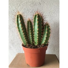 Neocardinazia Herzogiana Kaktüs Büyük Boy - 10,5cm Saksıda Kaktus Sukulent