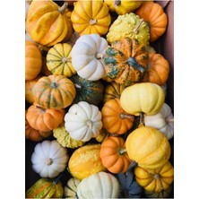 Özel Türler Süs Kabağı Tohumları ( 20+ Tohum)- Mini-Midi Süs Kabağı Tohumu