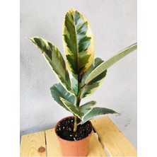Ficus Elastica Tineke Alacalı Kauçuk Bitkisi-Kauçuk Variegata 30CM
