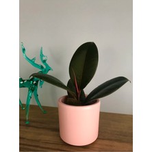 Ficus Robusta ( Yeşil Yapraklı) Kauçuk Çiçeği
