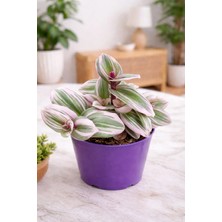 Tradescantia Nanouk - Pembe Telgraf Çiçeği 7cm- 7,5cm Saksıda