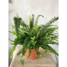 Aşk Merdiveni Fujer Ev Ofis Çiçeği Nephrolepis Boston Fern Plant