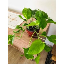 Epipremnum Aureum Salon Sarmaşığı Patos 12CM Saksıda