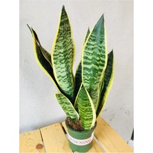 Sansaveria Trifasciata - Alacalı Paşa Kılıcı Bitkisi(2 Köklü ) 40-50CM-SALON Bitkisi