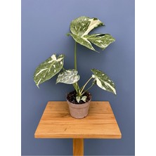 Monstera Deliciosa Veriegata 40-50CM Albo Veriegata ( Deve Tabanı)