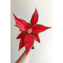 Aglaonema 'cherry Baby' - Red Joy (12CM Saksılı)