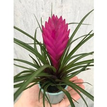 Tillandsia Cyanea - Pembe Çiçekli- Seramik (Yeşil) Saksılı Hava Bitkisi