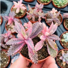Pembe Aşkın Gözyaşı -Kalanchoe Pink Butterflies Çift Köklü 5.5cm Saksıda