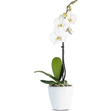 Beyaz Orkide Tek Dallı- Phalaenopsis Bella