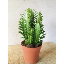 Euphorbıa Trıgona Red -Süt Ağacı ( 12CM Saksıda )- Süt Ağacı