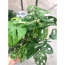 Monstera Adansonii -Deve Tabanı-