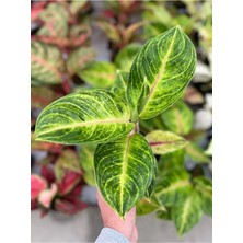 Aglaonema ' Cocomelon ' ( 12CM Saksıda)