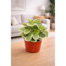 Peperomia Obtusifolia Variegata – Alacalı Peperomia 10CM Üretim Saksılı