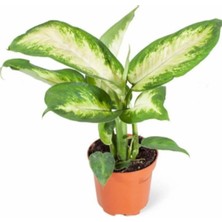 Difenbahya Bitkisi (Difenbahya Camilla) 25-30CM