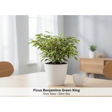 Green King Ficus Benjamina Canlı Çiçek 12CM Saksı 30CM Boy - Hava Temizleyen Bitki -Üretim Saksılı