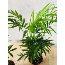 Dağ Palmiyesi, Chamaedore Elegans 25-30 Cm. Toprak Delikli Saksılı Olarak