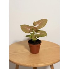 Syngonium Neon Robusta Pembe Melek Kanadı Çiçeği - Iç Mekan Bitkisi 8.5cm Saksılı