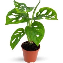Monstera Adansonii Monkey Mask Sarmaşık Deve Tabanı -5.5cm Saksıda Salon,ofis Bitkisi 20-30CM