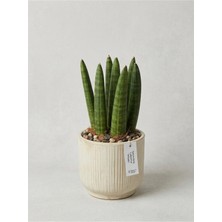 Sansevieria Cylindrica