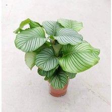 Calathea Orbifolia - Ev ve Ofis Bitkisi - Dua Çiçeği 14CM Saksıda(Büyük Boy)