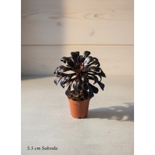 Aeonium Arboreum Zwartkop - Özel Tür Siyah Gül Sukulent (5.5 cm Saksıda)