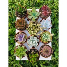12'li Sukulent Seti-Özel Türler-A Kalite-Gold Seri