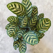 Calathea Makoyana Dua Çiçeği-Üretim Saksılı