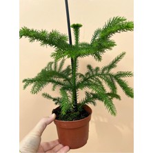 Araucaria Heterophylla - Salon Çamı - Ev ve Ofis Bitkisi