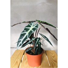 Fil Kulağı Bitkisi - Alocasia Polly 25-30CM - Iç Mekan Bitkisi
