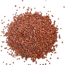 Marsilyan Turp Tohumu 1kg