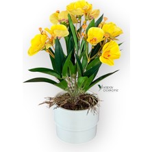 Yapay Çiçekçiniz Modern Beyaz Saksıda 30 cm Yapay Kelebek Orkide Islak Dokulu