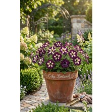 Ceka Botanik Petunya