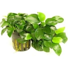 Calperia Canlı Anubias Nana Bitkisi, 5-6 Yapraklı, Doğal Dekorasyon