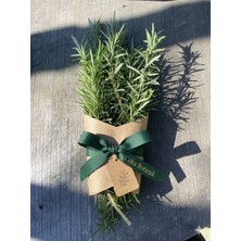 Ceka Botanik Yaş Biberiye