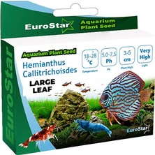 Muratech Euro Bitki Tohum Large Leaf Base Plant