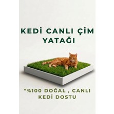 Canlı Kedi Çimi Yatağı - Yetişmiş Gerçek Canlı Çim & Ahşap Kutu