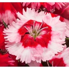 MarkEntegra Kırmızı-Beyaz Renkli Çok Çiçekli Karanfil Tohumu (8 Adet)