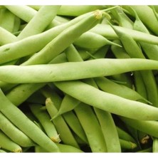 MarkEntegra Çoklu Tohum Fasulye Teğmen Oturak - 25 Gram