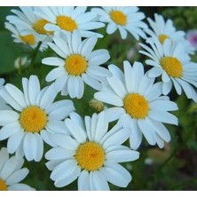 MarkEntegra Kalıcı Papatya Tohumu - 15 Adet