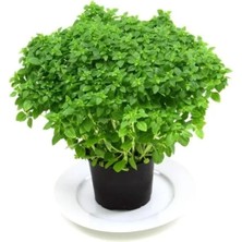 MarkEntegra Profesyonel Çoklu Reyhan Tohumu - 3 Gram