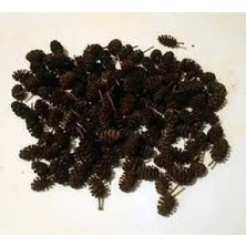 MarkEntegra Kızılağaç Kozalağı - 5 Adet